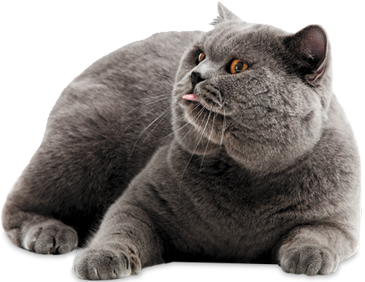 Image result for cat pictures png
