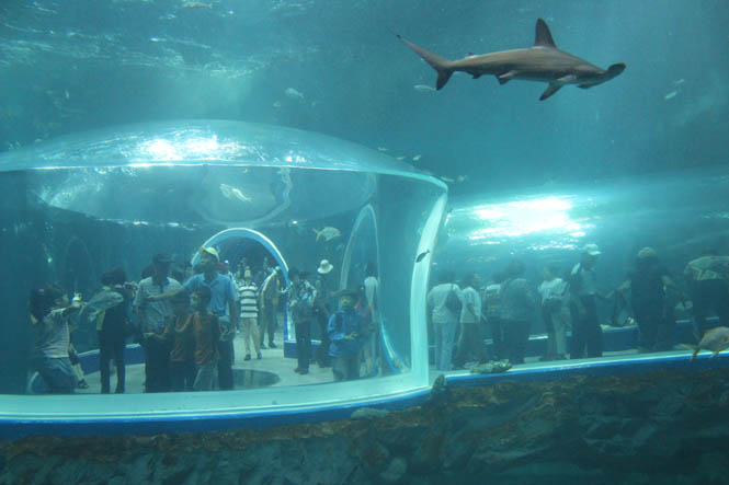 The Marine Life aquarium offers a variety of viewing angles. Visitors even pass through a series of see-through tubes, allowing them to get up close and personal with sharks, turtles, and other creatures from the sea.